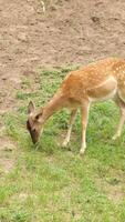 A deer is eating grass in a field video
