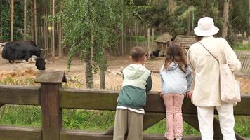 A family looking at a herd of cows video
