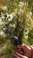 vertical Close-up of a child's hand holding a bouquet of freshly picked wildflowers, including daisies and various grasses, in a sunlit meadow, celebrating the simple joys of nature video