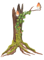 An old watercolor hollowed tree with moss on the trunk and green climbing ivy. Two robin birds are sitting on the branch. Garden clipart. Hand-drawn illustration for postcards, stickers, scrapbooking png