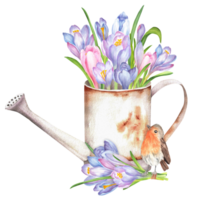 Rusty watering can with colorful crocuses inside, a bouquet of crocuses and robin bird sitting on it. Springtime garden clipart. Hand-drawn illustration for stickers, covers, scrapbooking, postcards png