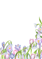 Ready-made rectangular postcard template with watercolor lilac, blue, pink crocuses, snowdrops flowers on white background. Springtime greeting card. Hand-drawn illustration png