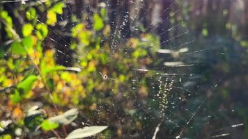 Spiderweb swayig in wind at forest with sunlight at background. Spider builds a cobweb at woodland. Beautiful nature scene on summer park at sunset. Concept of wildlife. Slow motion video