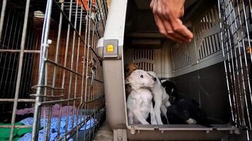 Male hands of volunteer putting puppy into a carrier in small truck. Rescue workers saving animals from a frontline city in Ukraine. Kind people evacuating homeless pets and taking to safe places video