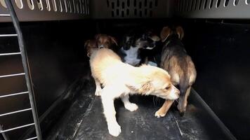 Smal cute puppies sitting in carrier at truck. Rescue workers evacuating animals from a frontline city in Ukraine. Kind people saving homeless pets and taking to safe places. Slow motion video