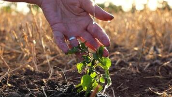 Drops water fall on leave during pouring planted green sprout into ground soil at meadow. Caring for small seedling during drought at sunset. Agricultural business concept. Close up Slow motion video