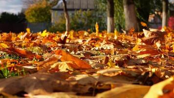 Close u view of empty autumn park at sunset. Brown maple leaves lying on lawn outdoor. Wind blowing through colorful foliage on the ground at parkland. Low view Slow motion video