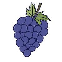 Lovely colored doodle of bunch of grape berries on branch with leaves. Hand drawn vine as symbol of autumnal harvest isolated on white. Juicy fruit for greeting cards, packaging, restaurant menu vector