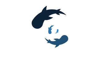 A stylized Yin-Yang design with koi fish in black and white floats on white, representing harmony, balance, and digital duality themes video