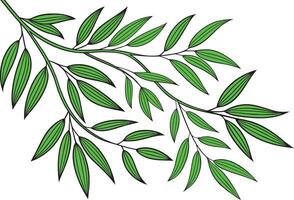Green leafy branches with delicate long leaves against a white background in a natural botanical illustration style vector
