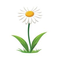 Cartoon daisy illustration with green leaves and grass on white background vector
