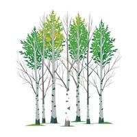 Birch Tree Grove Illustration Showing Seasonal Changes in Autumn and Spring vector