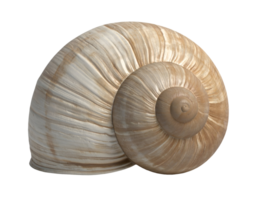 3d rendered empty snail shell sculpture with realistic texture and spiral pattern on isolated background for nature and biology concept png