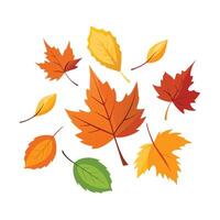 Autumn Leaves Illustration Colorful and Simple Design on White Background vector