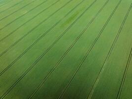 A large cultivated field with vibrant green crops arranged in evenly spaced parallel lines, highlighting geometric patterns and agricultural precision. photo