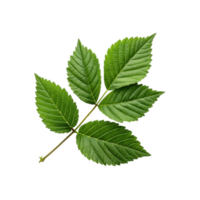 A green leaf isolated on transparent background png