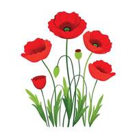 Vibrant Red Poppy Flower Illustration on White Background for Spring and Summer vector