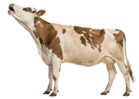 Dairy cow stands gracefully, showcasing its beautiful brown and white coat while expressing gentle demeanor png