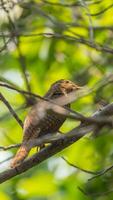 A bird sitting on a branch in the woods photo