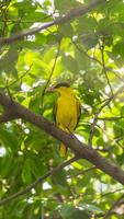A yellow bird sitting on a tree branch photo