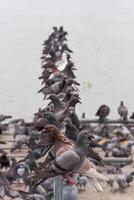 A group of birds sitting on a railing photo