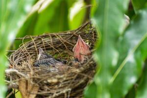 A bird sitting in a nest with its beak open photo