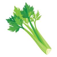 A celery plant on a white background vector