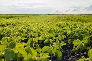 Young soybean plants flourish in rows within a vibrant green field, basking in the sunlight on a clear day photo