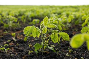 Bright green soybean seedlings emerge from rich, dark soil in a lush field, symbolizing the thriving growth of crops during spring photo