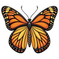 Monarch butterfly illustration vector