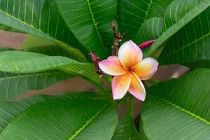 A single flower is growing on a plant photo