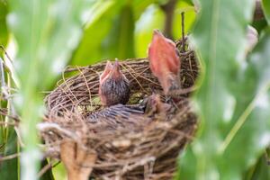 A bird sitting in a nest with its head out photo