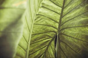 A close up of a large green leaf photo