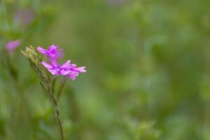 A single purple flower is in the middle of a field photo