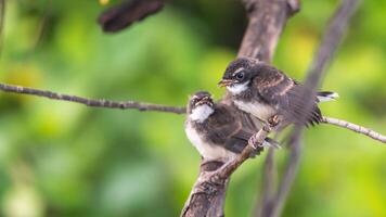 Young birds on a branch photo