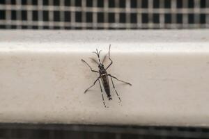 A bug with long legs on a white surface photo