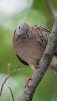 Dove perched on a tree branch photo