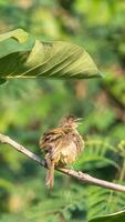 Bird perched on branch singing photo
