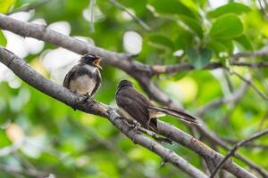 Birds perched on a branch photo