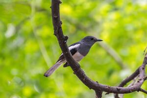 Bird perched on a branch photo