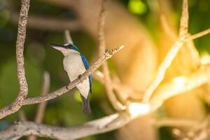 Colorful bird on tree branch photo