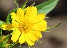 Miniature flowers of the wild bush sunflower bloom in the garden in summer. photo