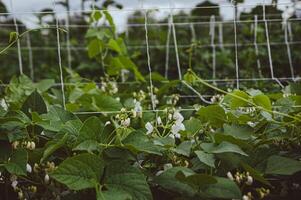 White beans plant flowering on plantation. Horizontal background. Concept of organic farming, growing haricot, navy beans, pea beans photo