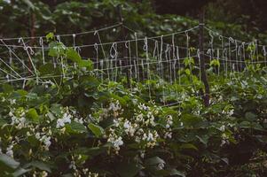 White beans flowering and weaving through handmade net in the garden. Concept of growing navy beans, pea beans, haricot, organic farm. Horizontal background photo