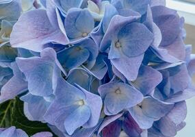 Gorgeous close-up of a blue hydrangea bloom, highlighting the intricate texture of its petals and the delicate white centers. photo