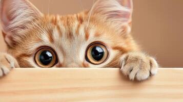 Curious and cat peeking cautiously over wooden board, eyes wide gray surprise with intrigue photo