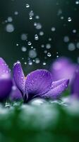 Purple flower with water droplets photo