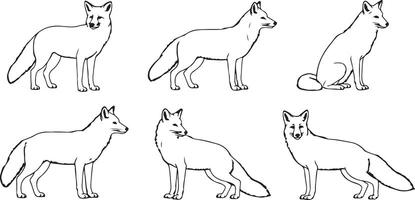 Six Black and White Traced Fox Illustrations Different Poses Standing Sitting Side Profile Line Art Animal Drawings vector