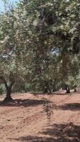 Aerial drone view of a massive olive tree field for the production of olive oil in Portugal 02 video