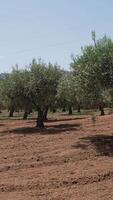 Aerial drone view of a massive olive tree field for the production of olive oil in Portugal 03 video